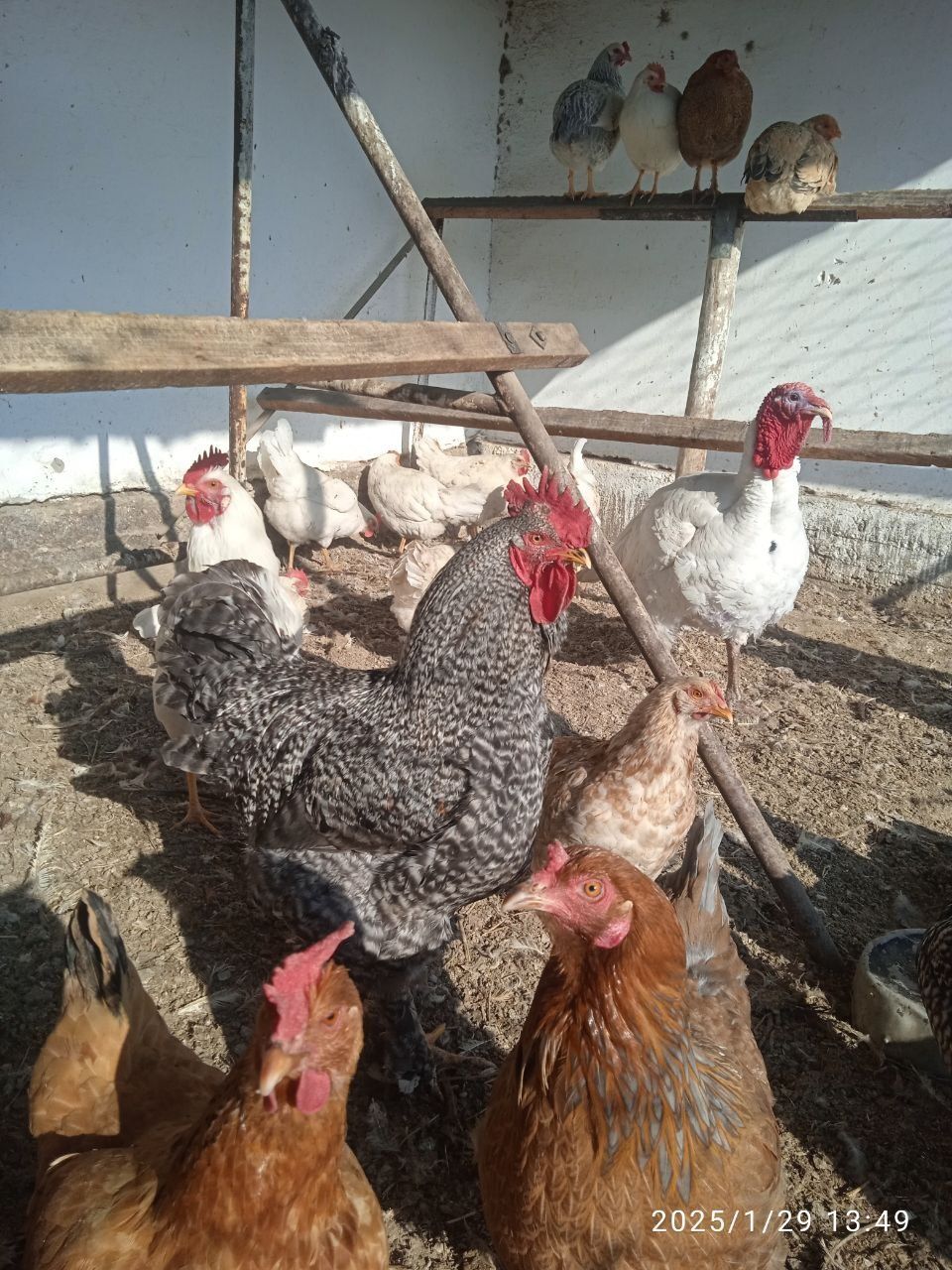 Инкубациионное яйцо продаётся