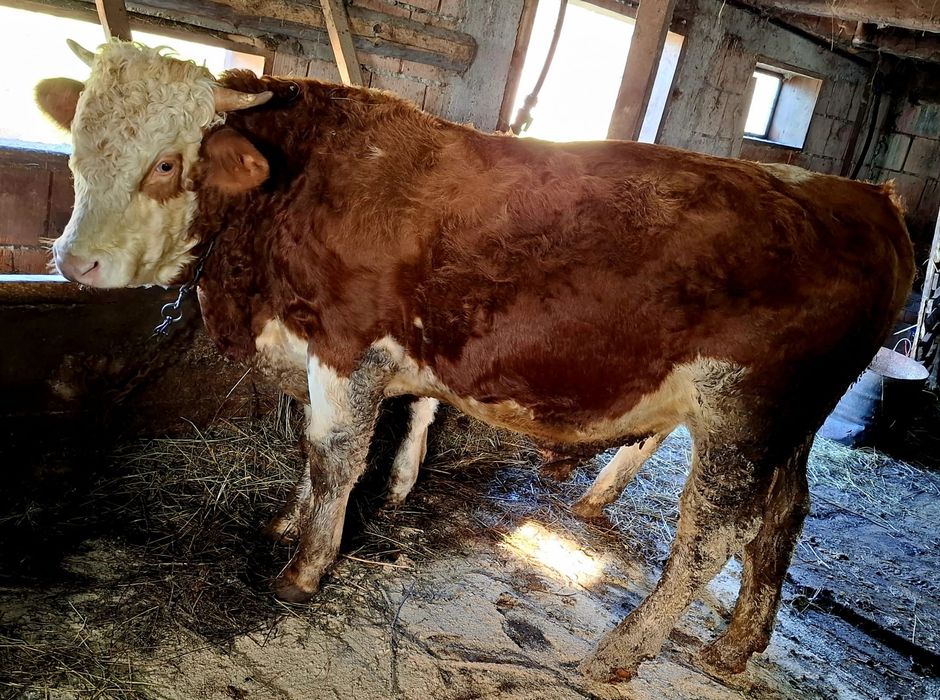 Taur bălțat de vânzare