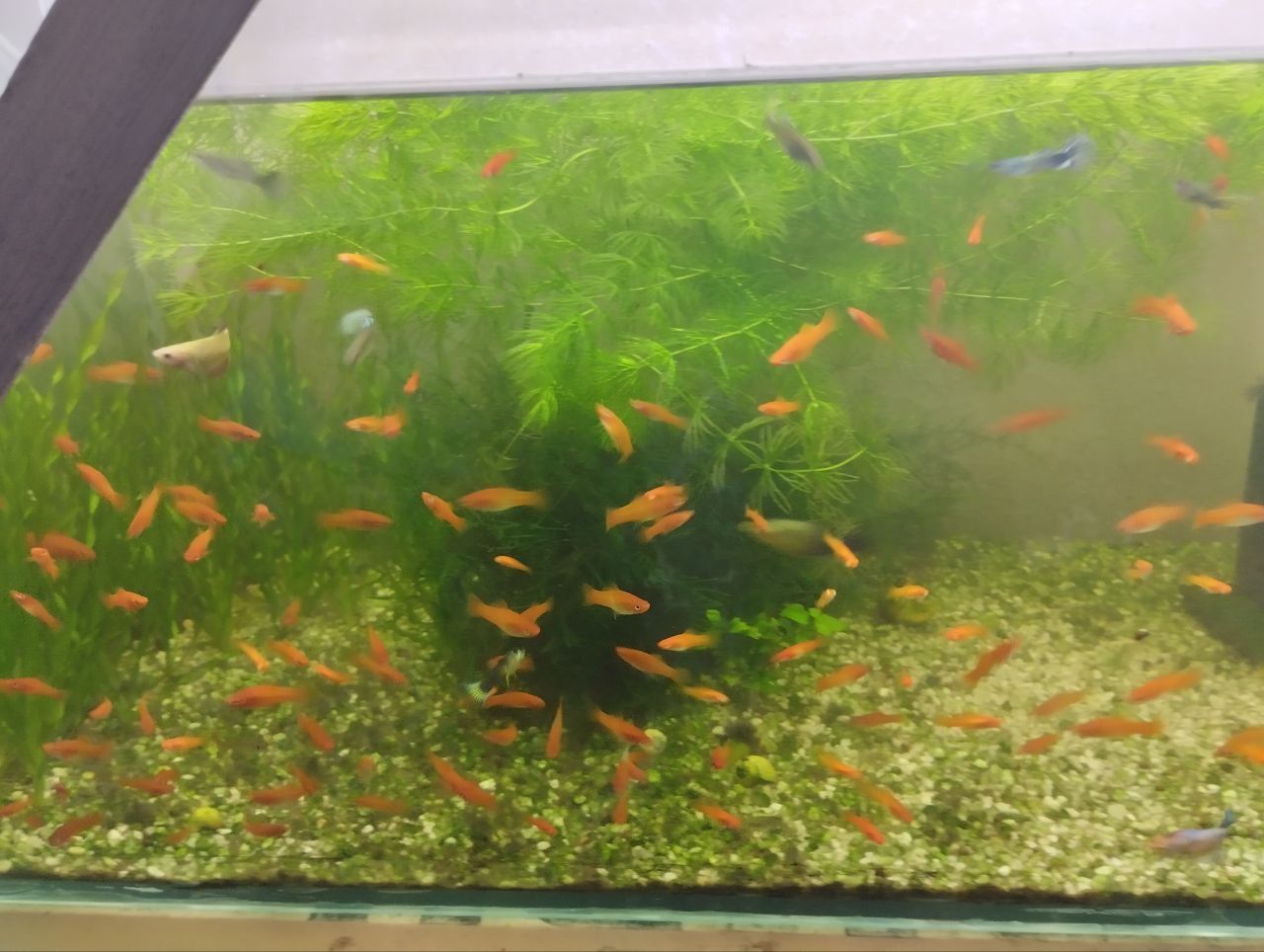 Продаю рыбки для аквариума