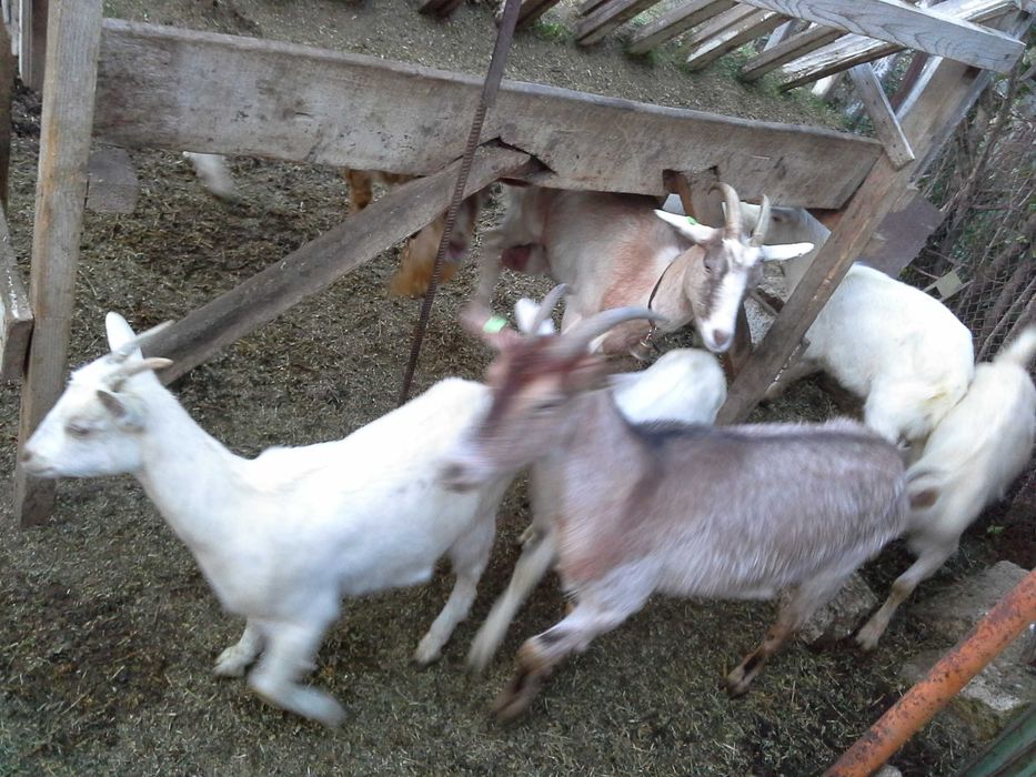 Продавам зайци Бяло, черно, кафяво,