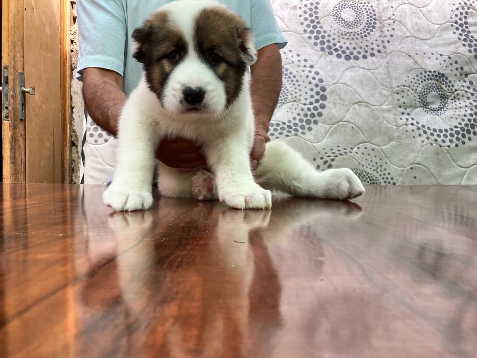 Щенок Алабая ( Супер Гигант )