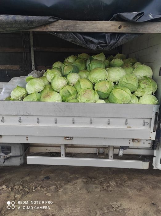 Radacinoase, Morcov, Țelină, Varză