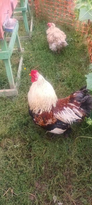 Vand 2 cocosi si 2 rate crescute la curte