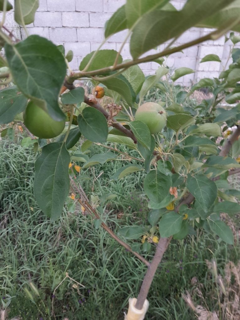 Дом срочно продам со всеми условиями