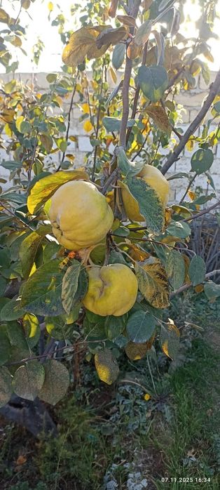 Саженцы и семена , для дома и сада