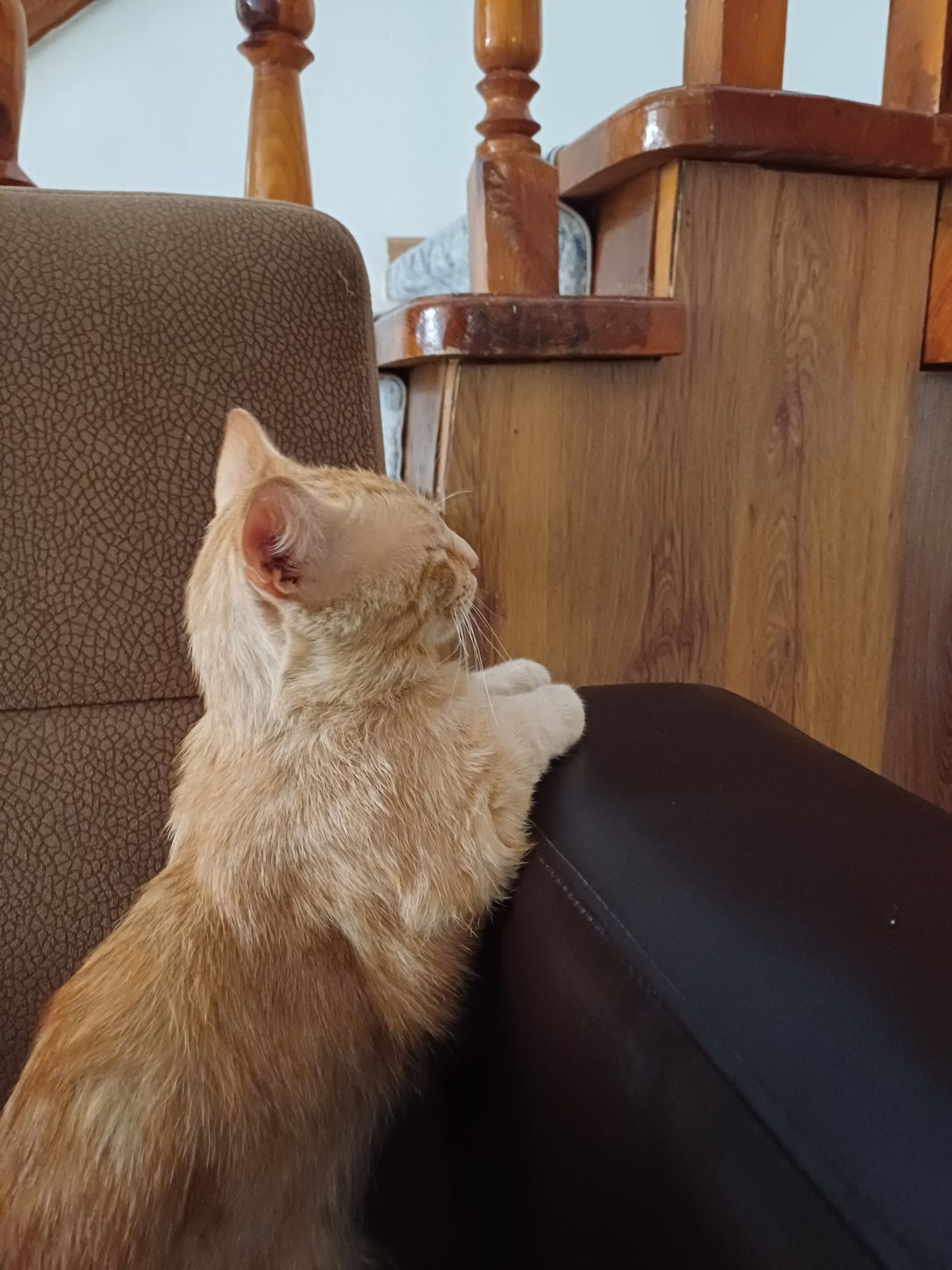 Помогите найти кота