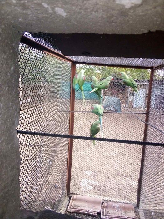 Папагали Малки Големи Александри