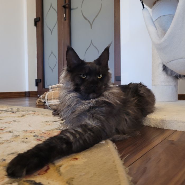 Pisica Maine Coon