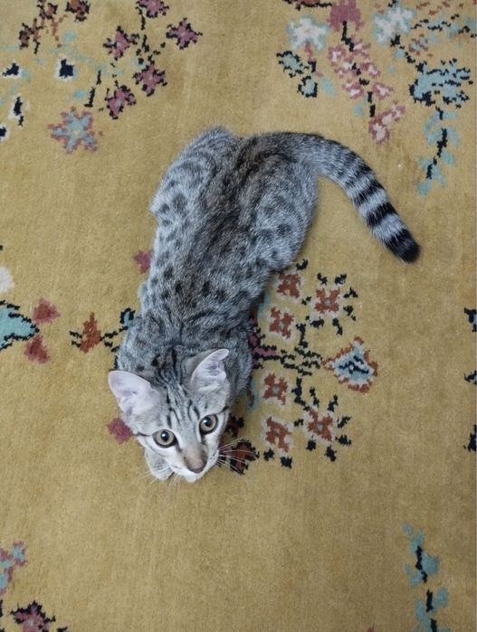 Нужен теплый дом для ласкового и нежного леопардика.