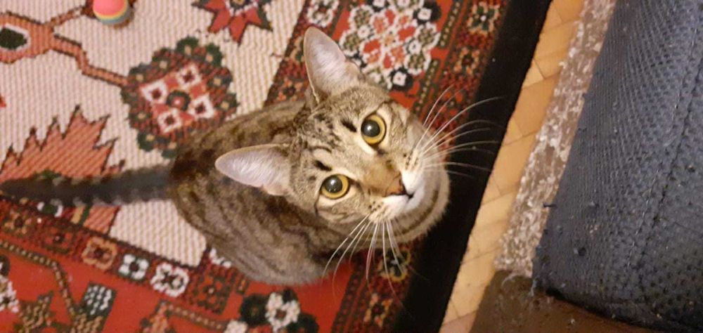 Donez pisica 1 an deparazitata, sterilizata