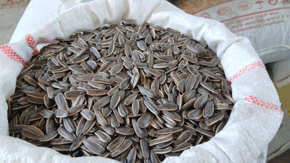 Мега семечка сотилади