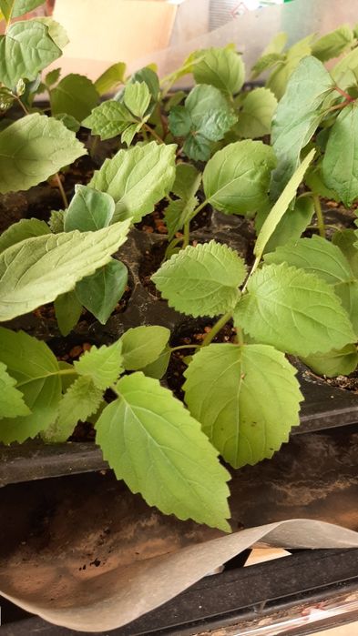 Paulownia in ghiveci , seminte și rasad