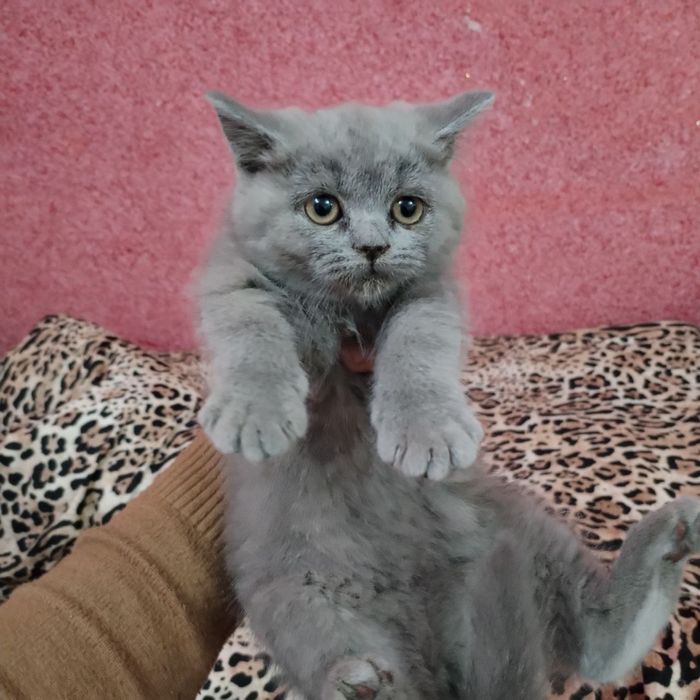 мушукчала сотиладиии