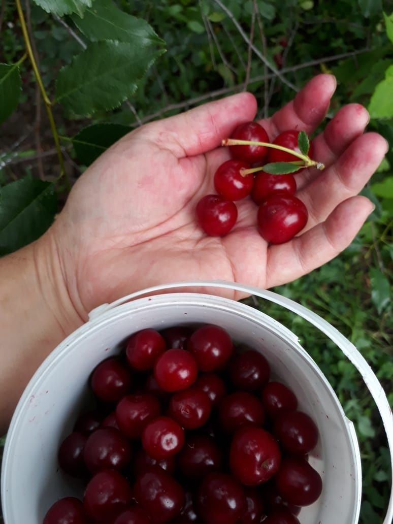 Продам вишню дачную