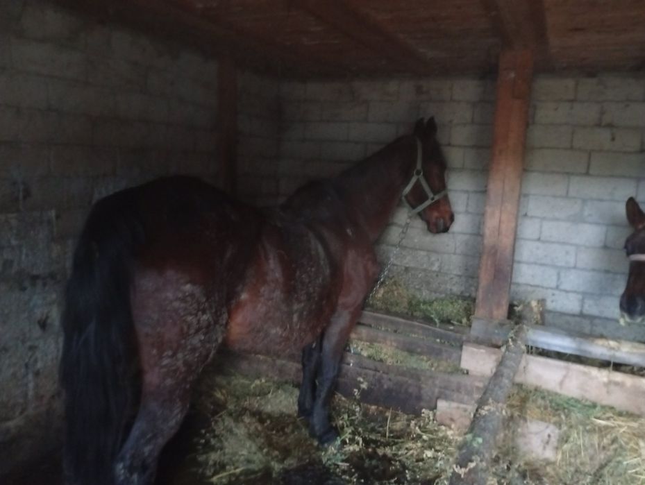 Vând iapa și carlana