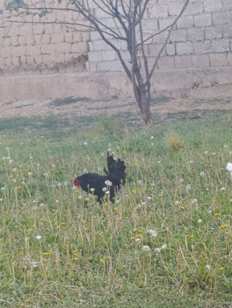 Yapon xoʻrozlar 2ta