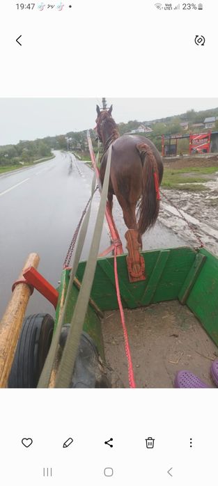 Vând un cal castrat cuminte de 3 ani jumate