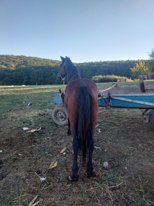 Vând cal de căruță și de padure