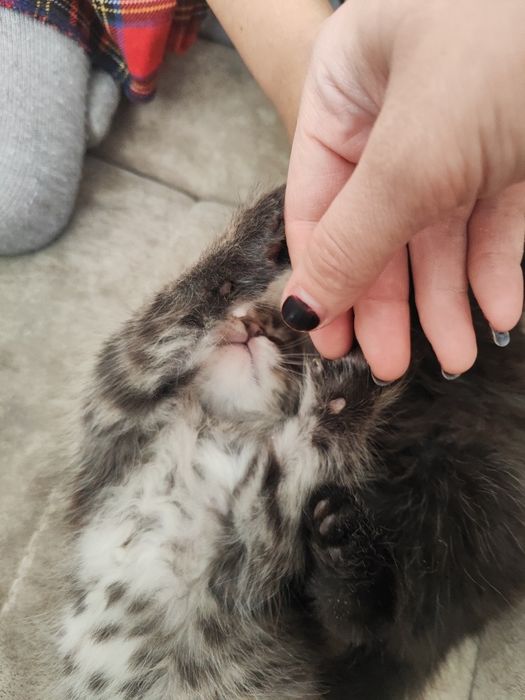 Mushuk bolalari hadiyaga