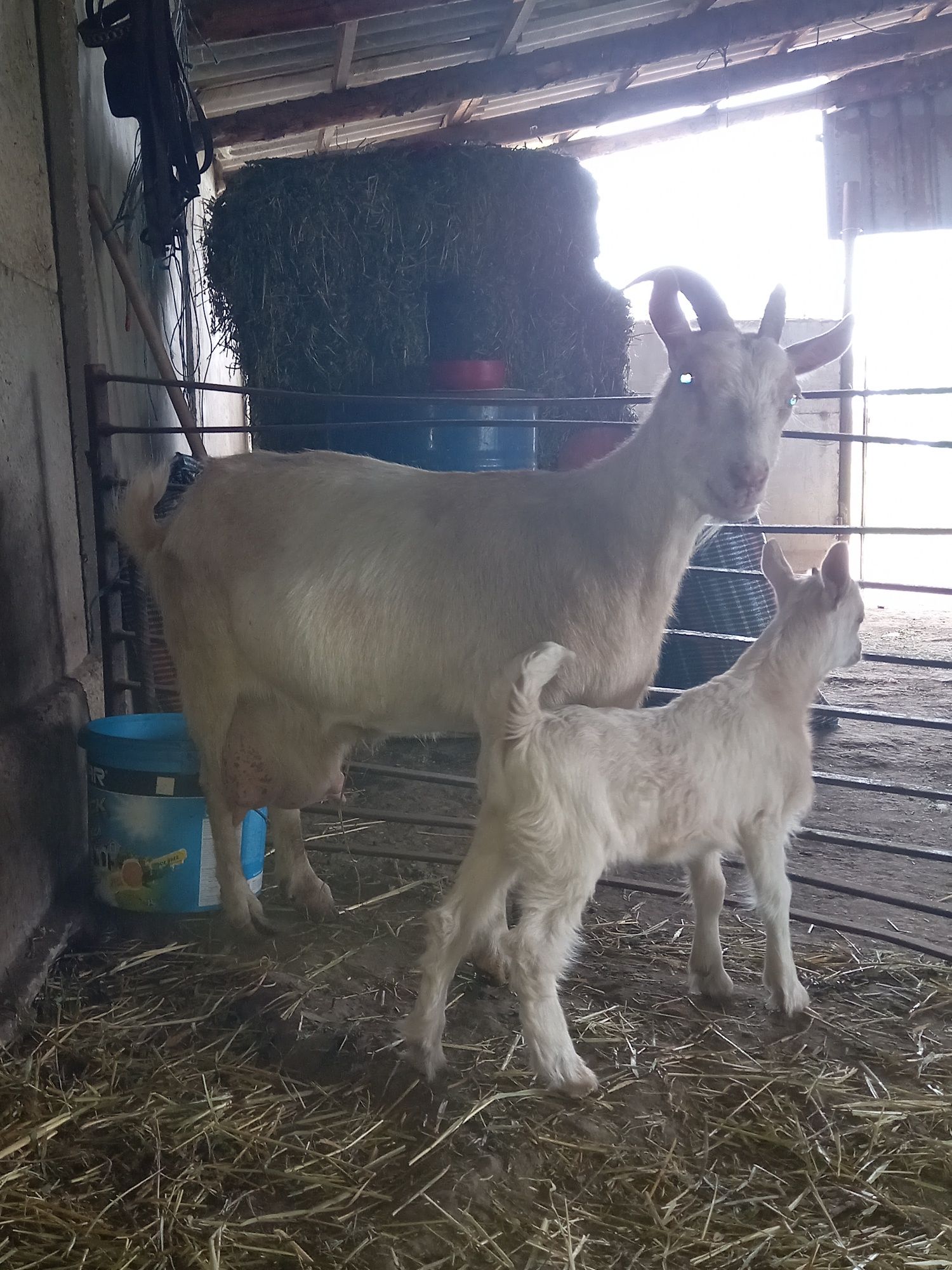 Capra bună de lapte