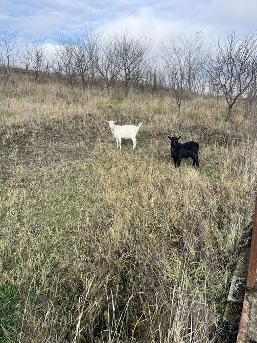 Vand o capra bune deafata rasa sanei si un tap alpina