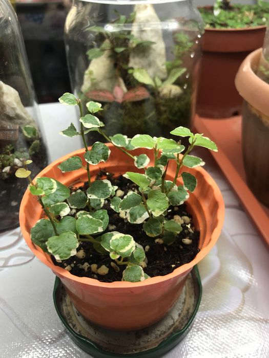 Продам фикус Пумила!