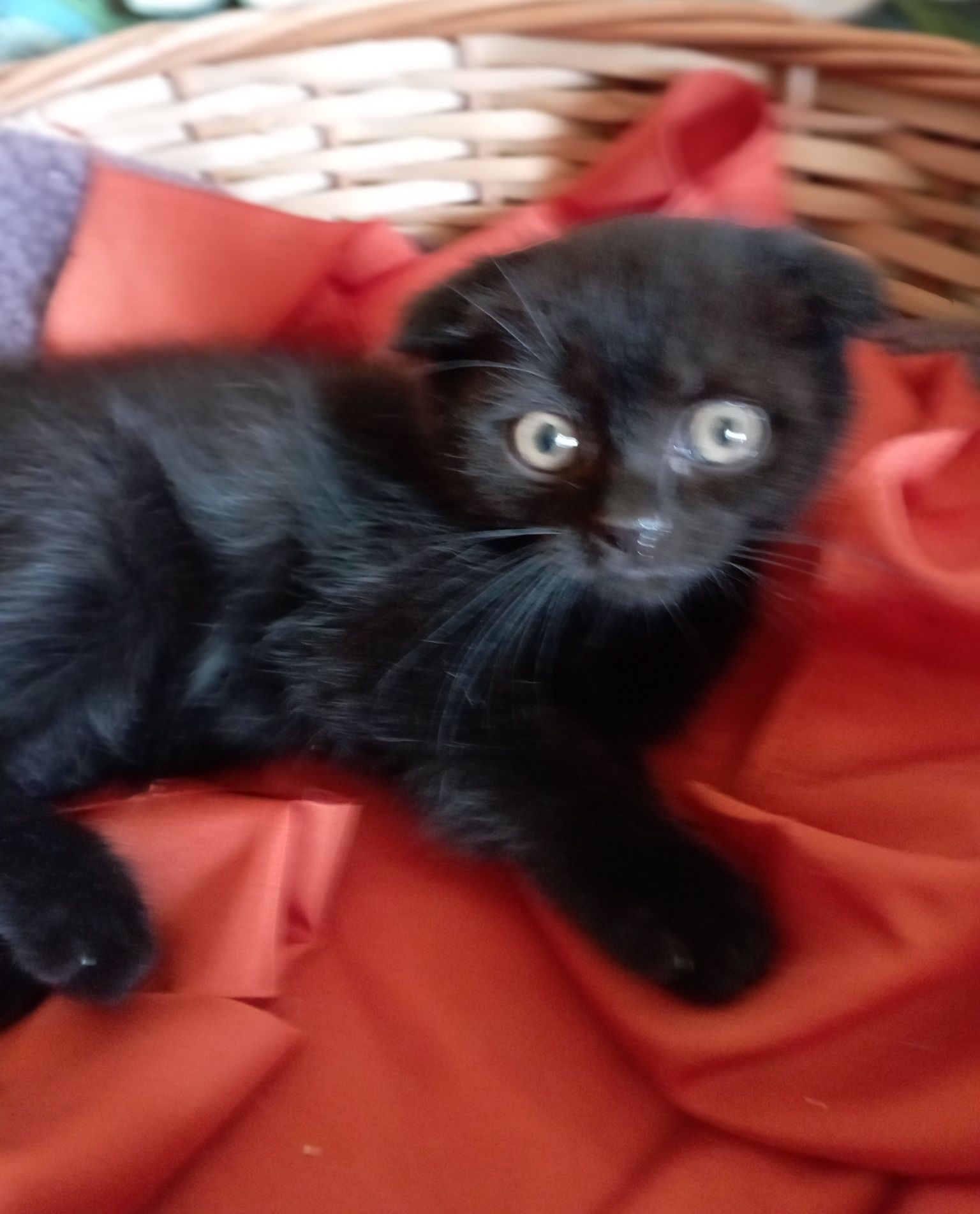 Котята породистые  2 мес.