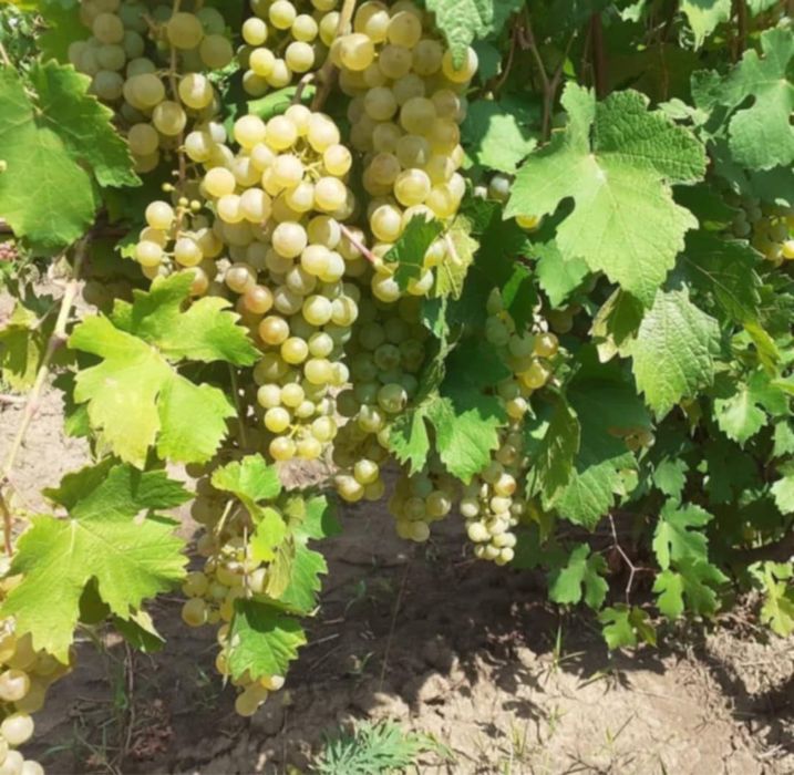 Vindem struguri pentru vin