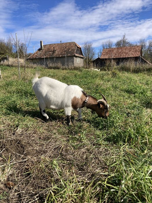 Caprita  pitica de companie