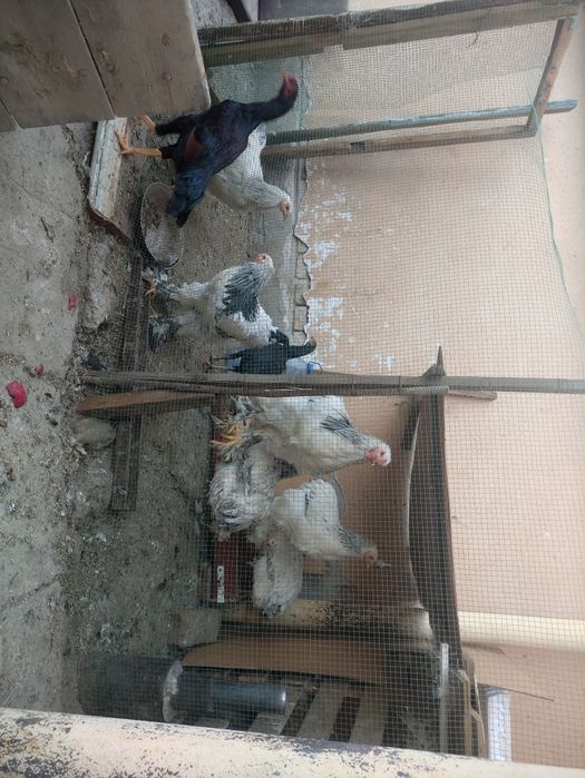 Brama Tovuq va Xorozlar sotiladi