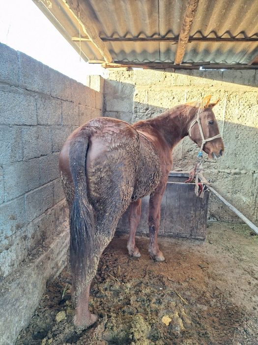 Ургашы 1.5 жасар тай