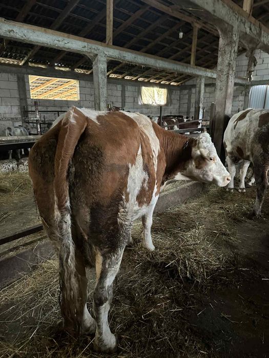 Vand vaca baltata de 6 ani