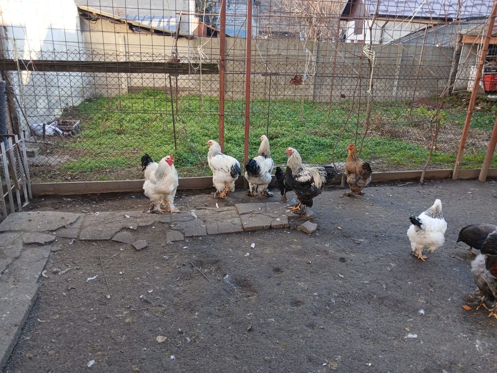 Vând cocoși gaini ,gaini brahma !