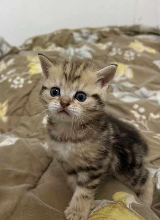 Котята скотиш фолд и скотиш страйт