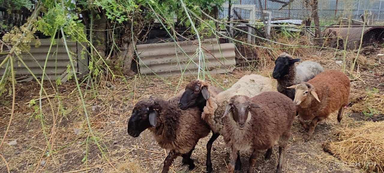 Продам баран в количестве 5 штук.