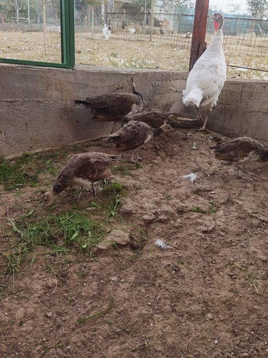 Pui de păun vârstă 2 luni 150 lei