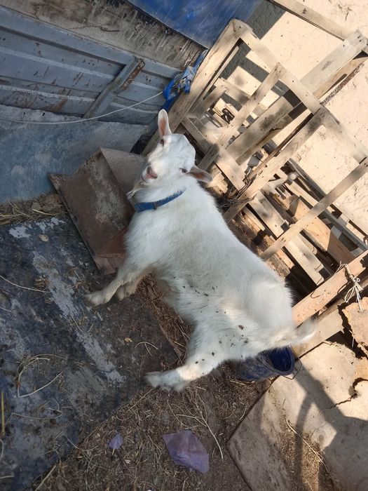 Ешкі сататылады Срочно