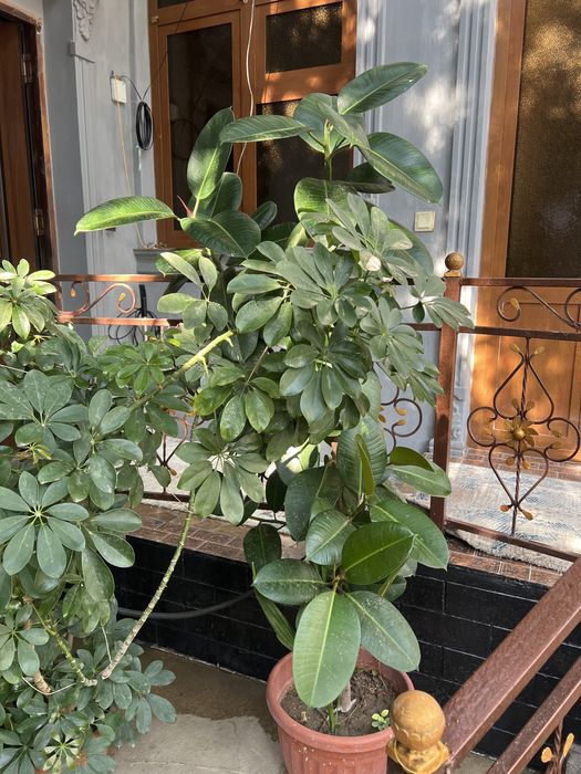 Гул ишкивозлари учун тезкор сотилади