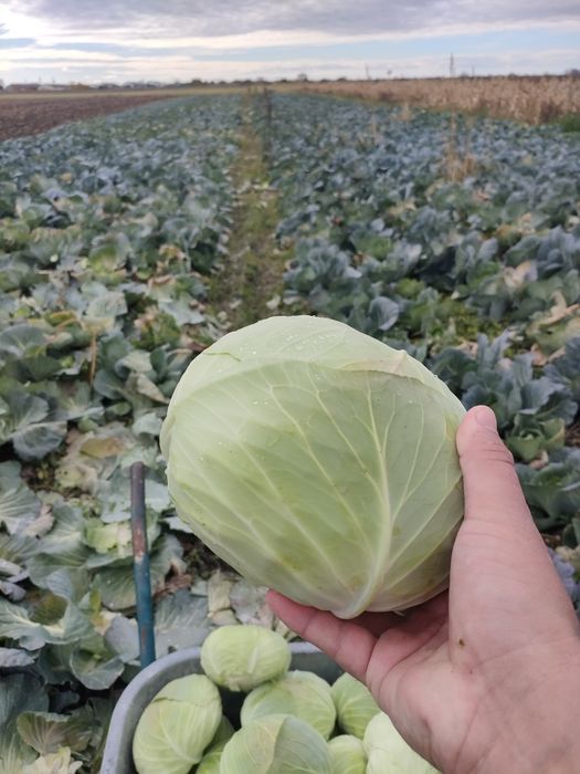 Vând varza de toamna