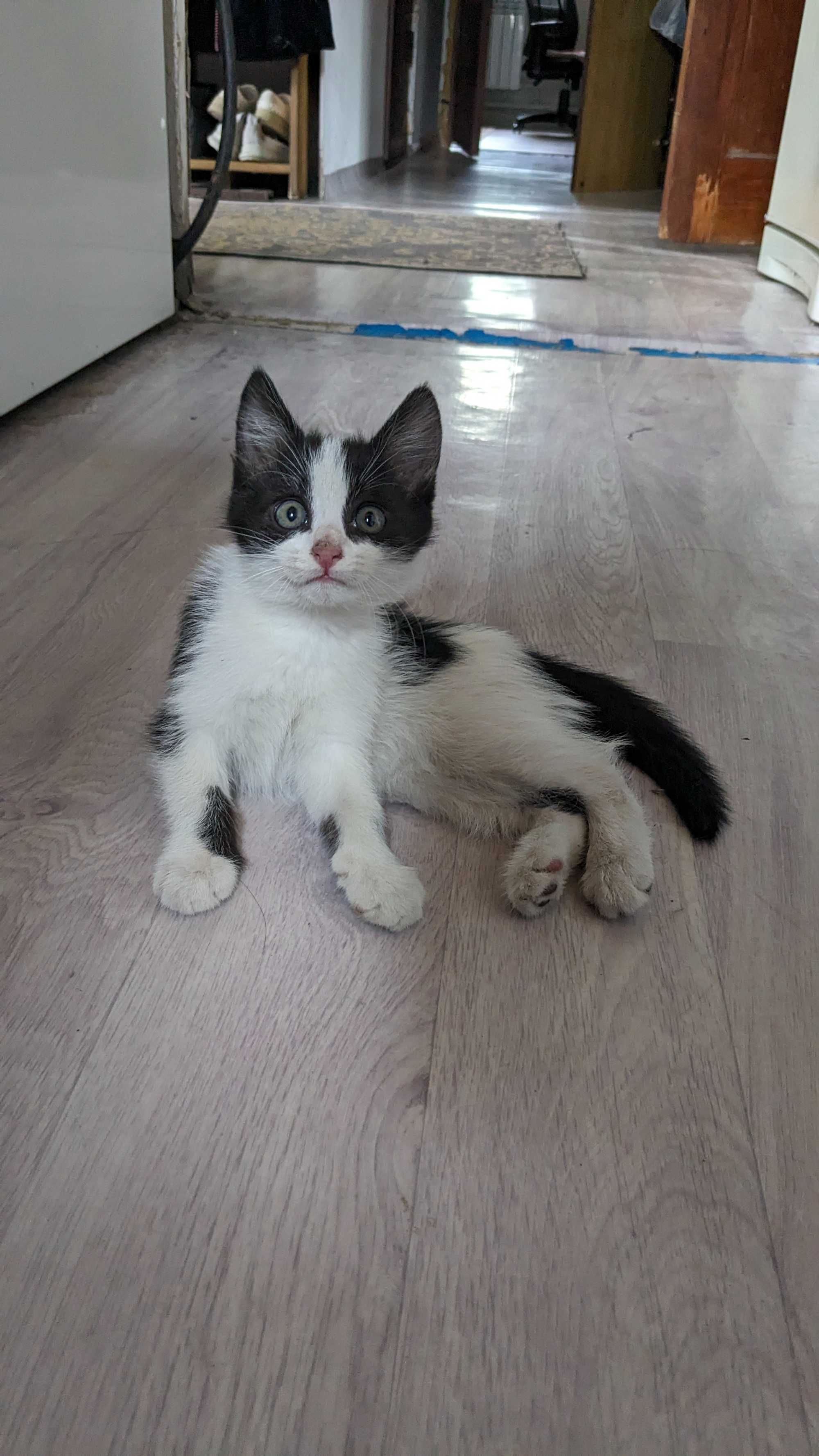 котенок, мальчик