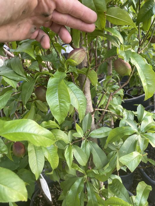 Pomi fructiferi anul 2/3/4 La ghiveci si radacina libera