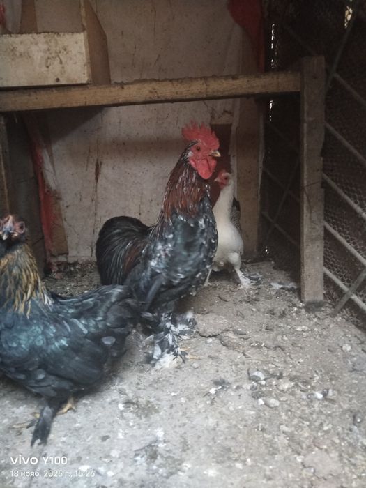 Семейство карликов