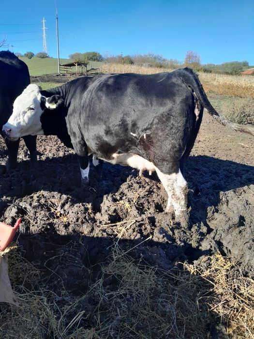 Junică la prima fătare