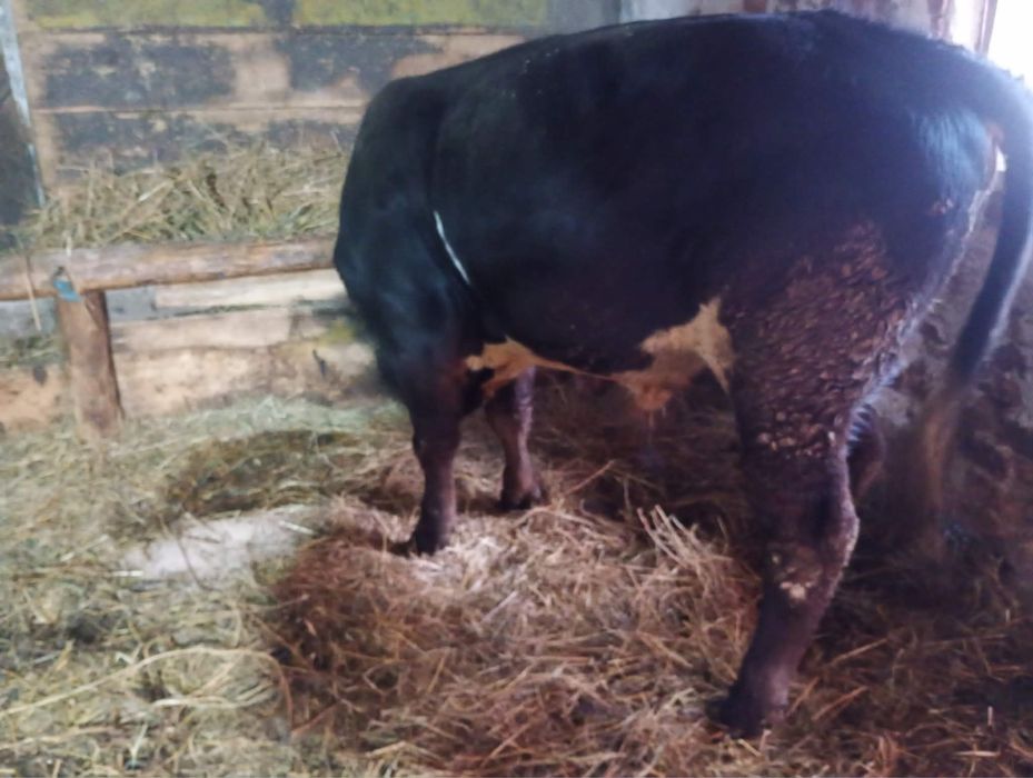 De vanzare mai multe detalii la telefon