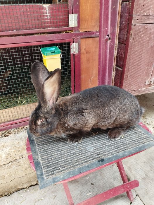 Uriaș german gri-fier