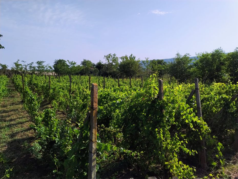 Vand loc de casa Tg. Bujor 1860mp