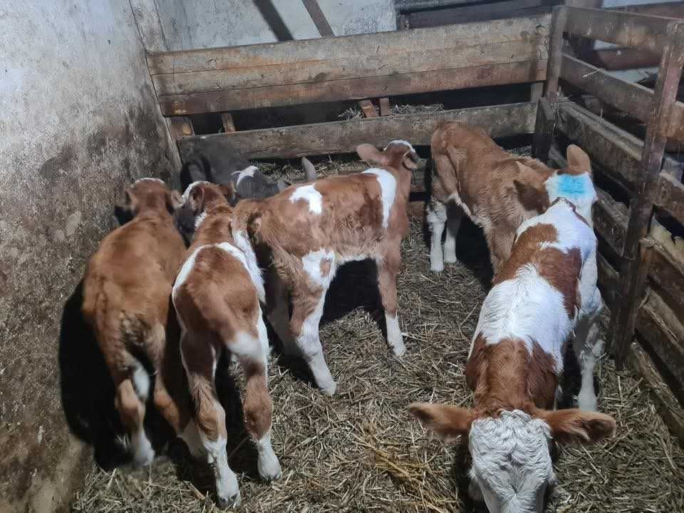 Vând viței si vițele bălțată românească, angus si belgian!