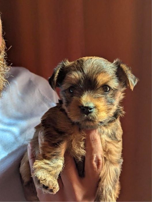 Йорки мини девочка