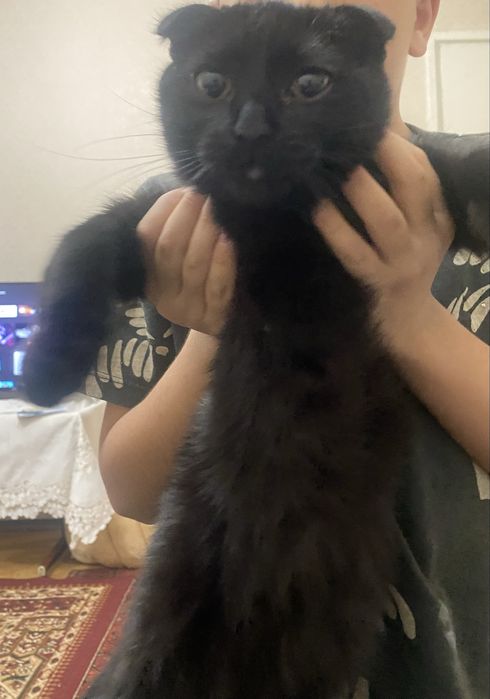 Самка Кошка (Не уличная!) Домик и Туалет в подарок