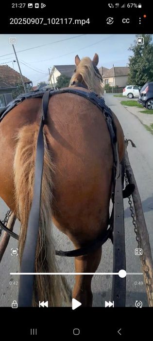 Vând iapă de 5 ani
